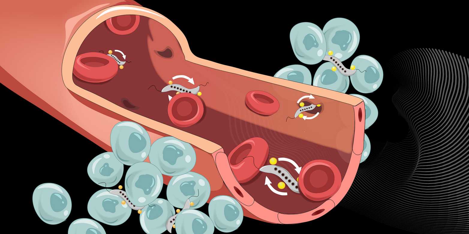 Magnetic bacteria (grey) can squeeze through narrow intercellular spaces to cross the blood vessel wall and infiltrate tumours. (Visualisations: Yimo Yan / ETH Zurich)