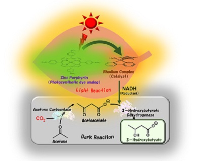 Visible light-driven 3-hydroxybutyrate production from acetone and CO2. Utilizing sunlight and biocatalysts, Osaka Metropolitan University scientists synthesized 3-hydroxybutyrate, a biodegradable plastic material, from acetone and CO2. Mimicking natural photosynthesis, the team artificially reproduced a light reaction, which involves sunlight, and a dark reaction, which fixes CO2.