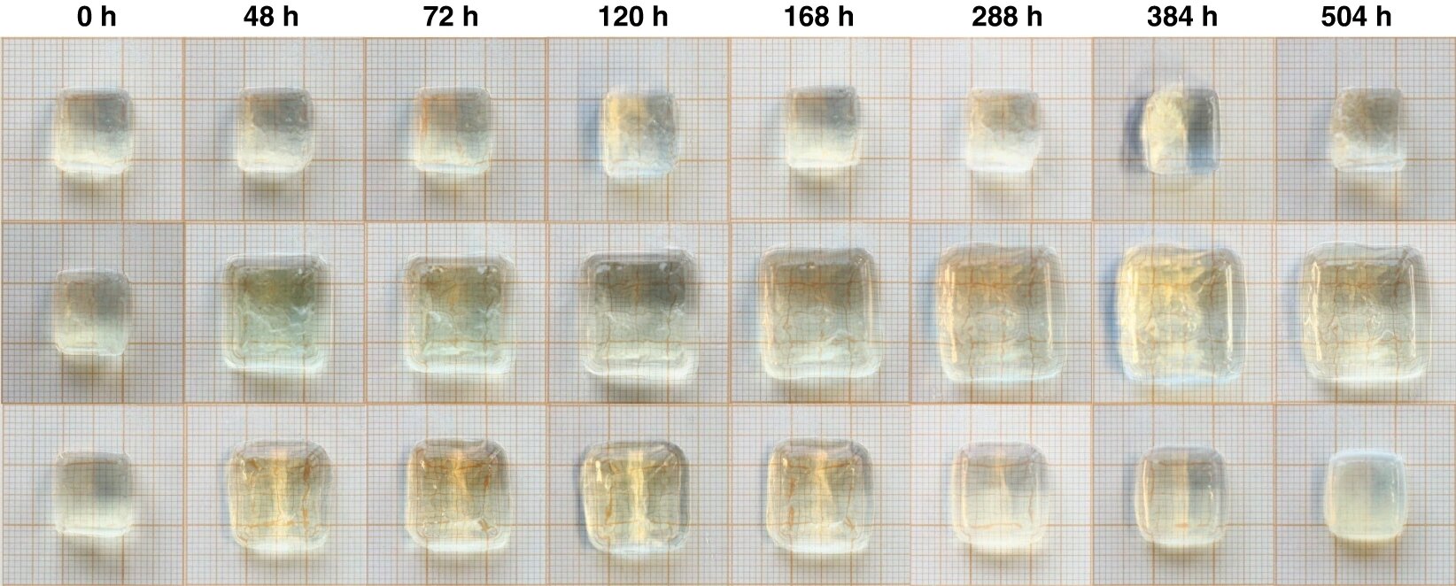 Time-lapse photo series of a hydrogel with fuel added (middle row) compared with a control hydrogel to which nothing has been added (top row), over a three-week period (504 hours). The bottom row shows a hydrogel that changes shape independently when two different types of fuel are added. Credit: TU Delft