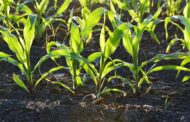 A potential tool for protecting crops from mercury pollution and possible mercury remediation