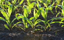 A potential tool for protecting crops from mercury pollution and possible mercury remediation