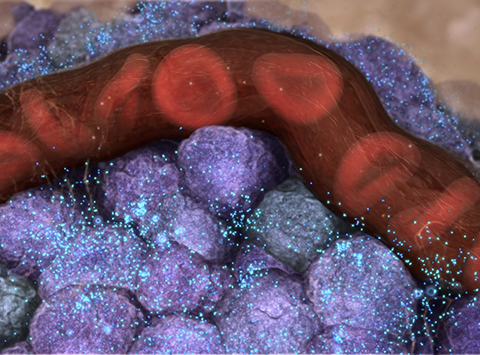 Still from WEHI-TV's animation Insulin Production and Type 1 Diabetes. Beta cells (purple) release insulin (blue) after a meal Creator: Etsuko Uno