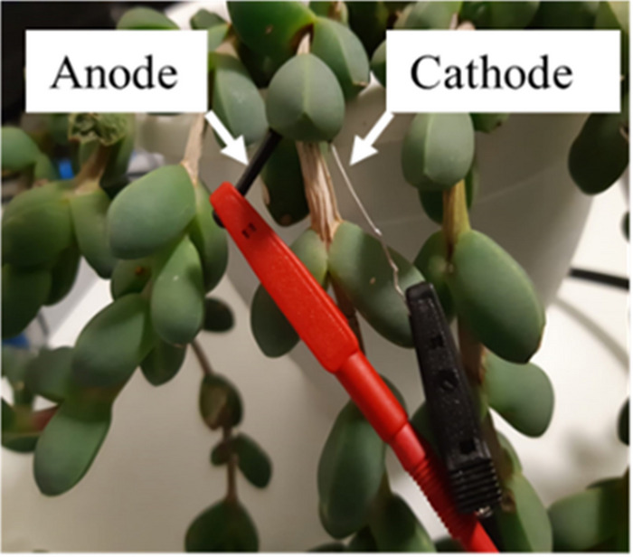 The ice plant succulent shown here can become a living solar cell and power a circuit using photosynthesis. Credit: Adapted from ACS Applied Materials & Interfaces, 2022, DOI: 10.1021/acsami.2c15123