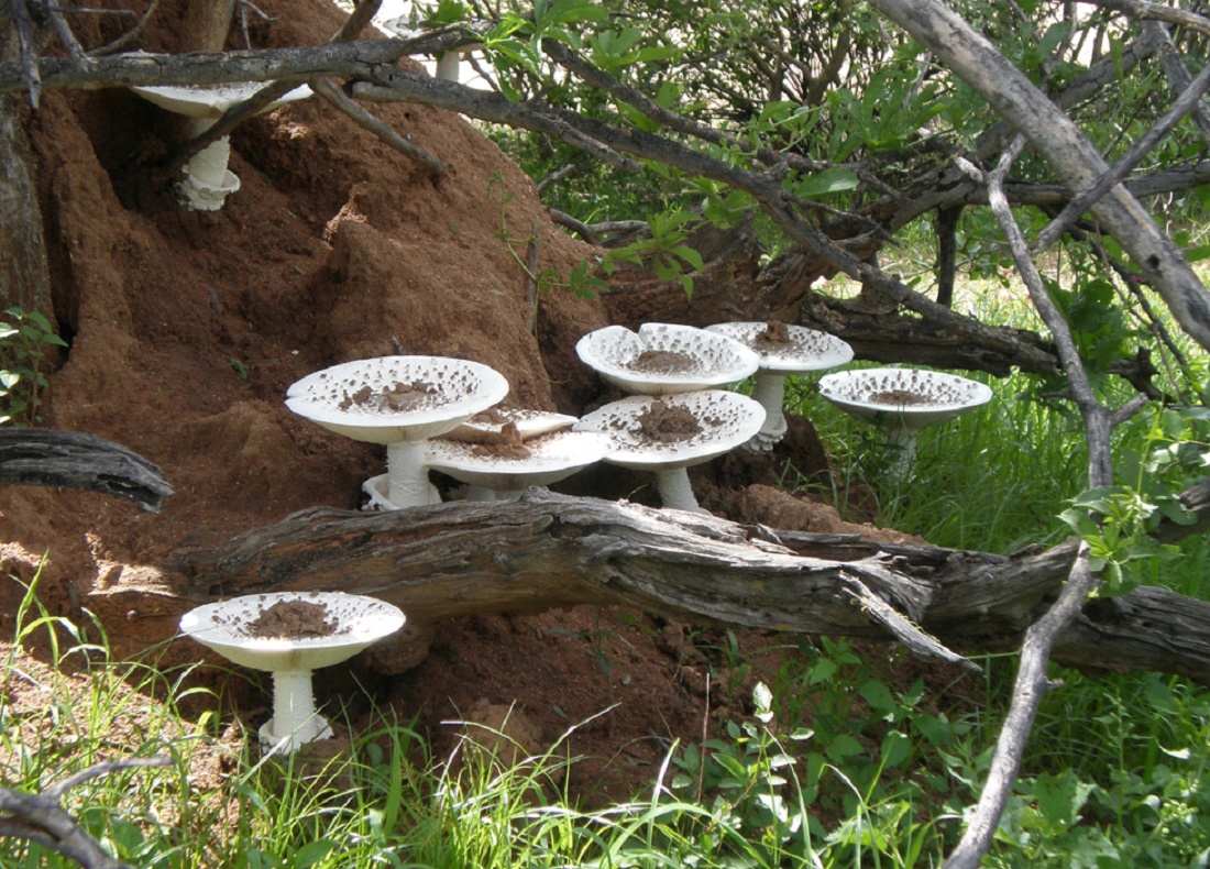 Termitomyces mushrooms growing from termite nest (credit: This image was created by user Candice (Candice) at Mushroom Observer, https://creativecommons.org/licenses/by-sa/3.0, via Wikimedia Commons)