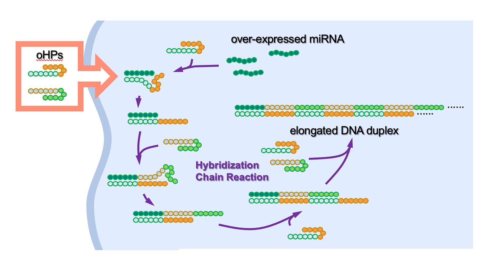 Oncolytic DNA hairpin pairs (oHPs) are introduced to the cancer cell. When the oHPs encounter the tumor-causing overexpressed microRNA (miRNA), they unravel to connect with the miRNA and each other to form longer DNA strands. These elongated strands then trigger an immune response, the body’s built-in defense mechanism, which inhibits further tumor growth. CREDIT 2022 Akimitsu Okamoto