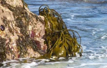 The great potential of brown algae for climate protection