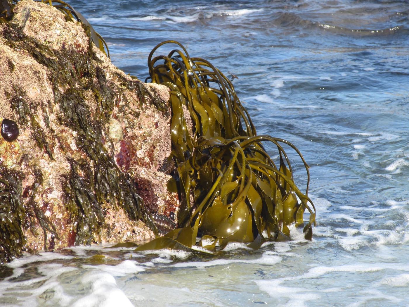 Brown algae are particularly widespread on rocky shores in temperate and cold latitudes and there absorb large amounts… [more] Credit: Hagen Buck-Wiese/Max Planck Institute for Marine Microbiology