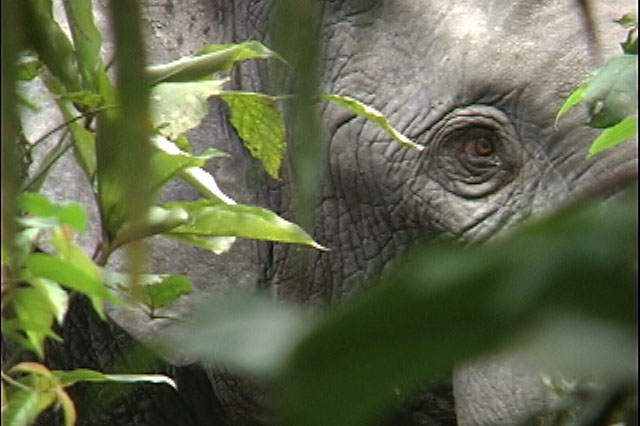 An elephant looks into the camera as it moves through the rainforest. Photo by Stephen Blake, Ph.D.