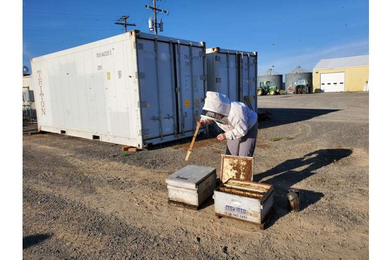 A WSU beekeeping scientist prepares a queen bee bank near the refrigerators where the banks were stored. CREDIT Courtesy Brandon Hopkins, Washington State University
