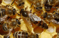 The first vaccine for insects targets helping bees