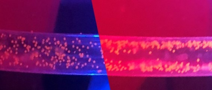 Microplastics naturally scatter in flowing water (left), but after turning on sound waves, the particles concentrate along the tube’s sides (right), making them easier to remove. CREDIT Menake Piyasena