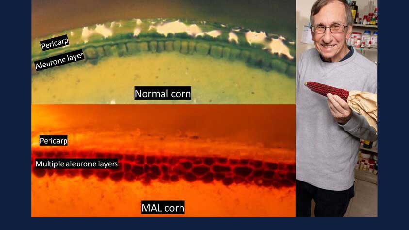 Jack Juvik with a micrograph showing corn's aleurone layers
