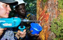 Using the chemical composition of tropical timber to fight illegal trade