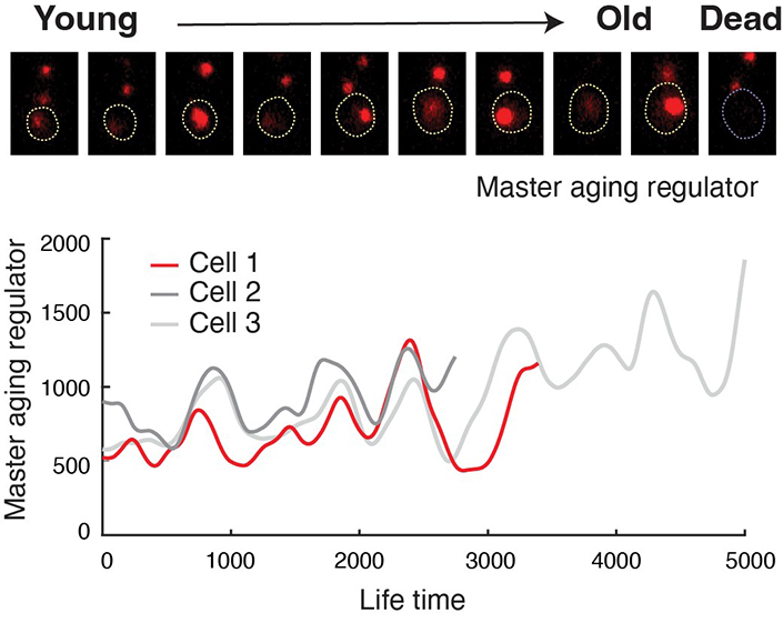 Engineered cells show oscillating abundance of a master aging regulator. Credit: Hao Lab, UC San Diego