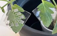 An electronic patch applied to the leaves of plants can monitor crops for different pathogens and stresses