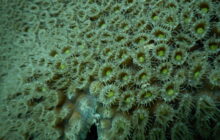 The first effective bacterial probiotic for treating and preventing stony coral tissue loss disease