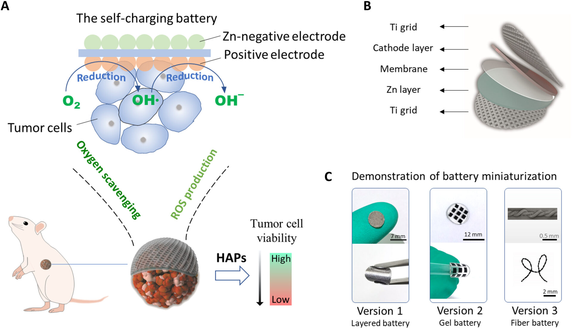 The rationale of the self-charging battery for tumor therapy. (A) Positive electrode material of the battery in the discharging mode is able to effectively reduce the oxygen and results in the production of ROS and hydroxyl ion. With the persistent consumption of oxygen, sustained hypoxia environment can be created, which is able to make full use of HAPs to kill tumor cells. (B) Demonstration of structure of the self-charging battery. (C) Different battery miniaturization approaches are presented, including layered battery (version 1), gel battery (version 2), and fiber battery (version 3).