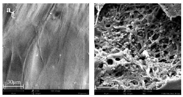 The plastic before (left) and after (right). Image: University of Sydney.