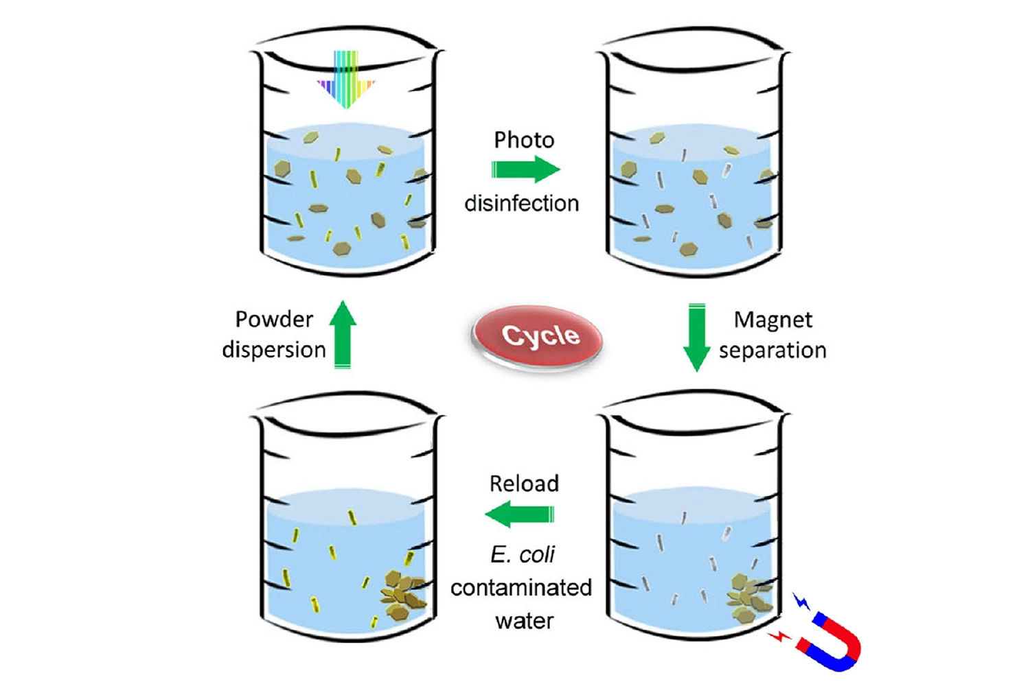 Disinfectant powder is stirred in bacteria-contaminated water (upper left). The mixture is exposed to sunlight, which rapidly kills all the bacteria (upper right). A magnet collects the metallic powder after disinfection (lower right). The powder is then reloaded into another beaker of contaminated water, and the disinfection process is repeated (lower left). (Image credit: Tong Wu/Stanford University)
