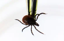 A treatment for Lyme disease that could prevent chronic Lyme from developing in the first place