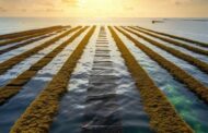 Global food insecurity could be greatly helped by seaweed farming