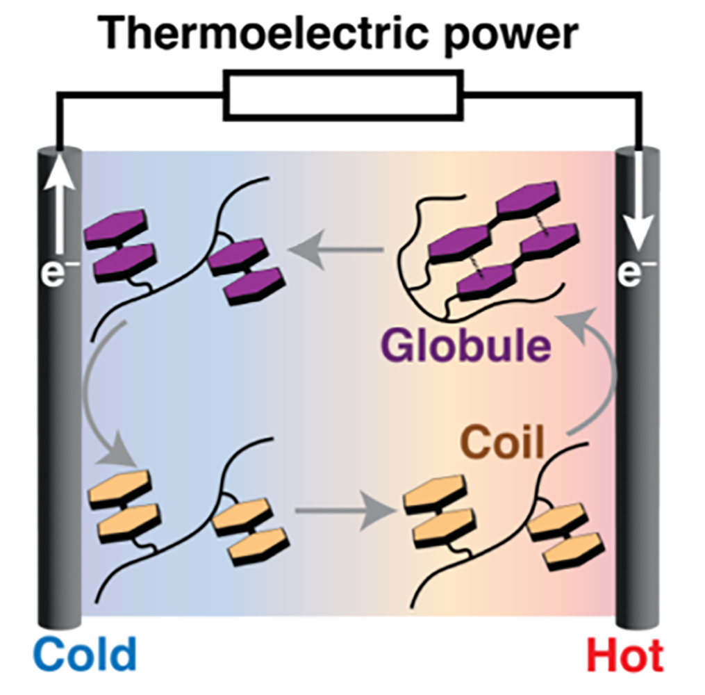 Diagram of phase transitions in the thermocell. This diagram illustrates the polymer phase transitions of the modified PNIPAM hydrogel, showing how the polymer elongates into a coil and dissolves at low temperatures, and curls up into a globule and becomes solid at high temperatures. When used as a thermocell battery, temperatures above 25 degrees Celsius generated a voltage. Credit: Zhou et al.