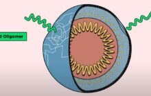 New Hope for Antivirals: Molecules That Burst Viruses' Membranes Show Promise