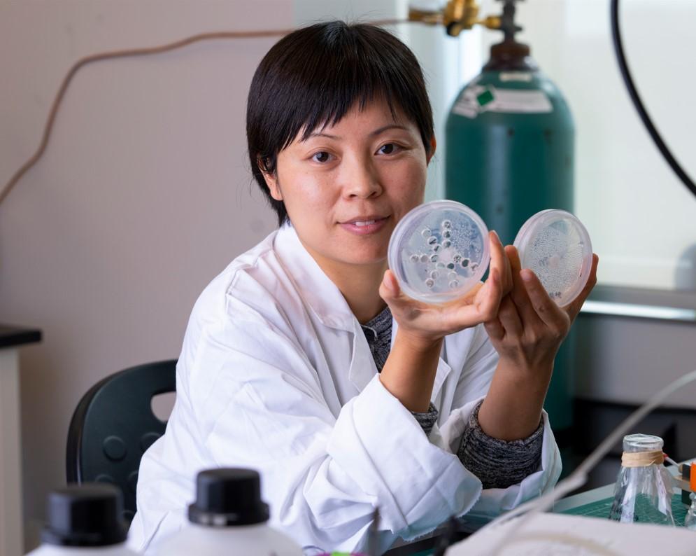 Dr. Susie Dai, an associate professor in Texas A&M’s Department of Plant Pathology and Microbiology, has been studying the remediation of microplastics and PFAS, also known as “forever chemicals.” Michael Miller/Texas A&M AgriLife Communications