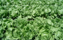 Artificial methods of growing lettuce produce twice the amount of the crop as traditional field-based methods