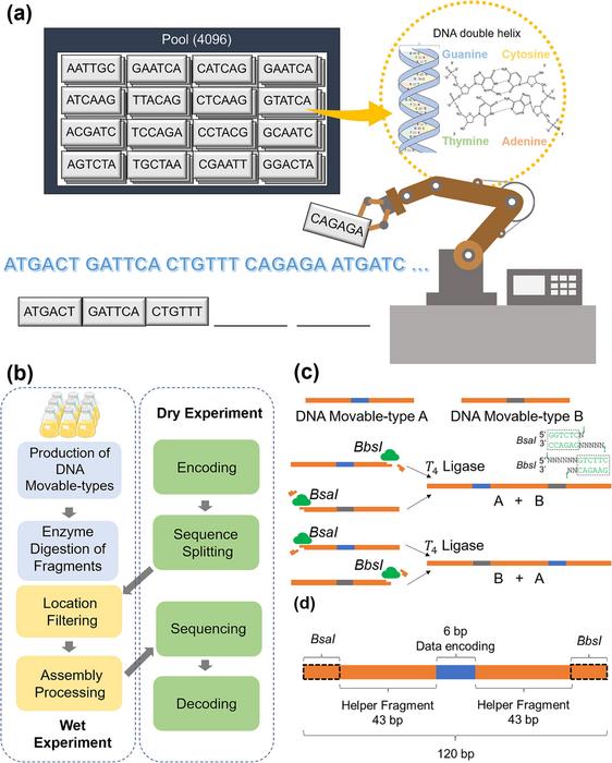 (a) Illustration of the data-writing process of the DNA movable-type storage system. For the data-writing process, high-throughput automation equipment is employed to select the desired DNA movable types and assemble them into corresponding storage units with a length of 408 bp. (b) The overall workflow of the data-writing and -reading processes of the DNA movable-type storage system. (c) Diagram of the ordered assembly of DNA movable types. By selectively digesting either with BbsI or BsaI, the representative DNA movable types A and B can be assembled in a desired order (A-B or B-A) using T4 ligase. Blue and grey areas indicate the data encoding regions. (d) Structure of the DNA movable types. The blue area in the middle stands for the data-encoding region; the two orange modules are helper fragments, which are two randomly generated sequences for improving the ligation efficiency. The two primer binding sets represented by black dotted boxes include two restriction enzyme sites of BbsI and BsaI, respectively. All the DNA movable types have a 6 bp data-encoding region and an overall length of 120 bp. There are 4096 possible sequence combinations for all 6 bp regions, yielding a total of 4096 unique pre-manufactured DNA movable types (a longer data-encoding region can also be applied, in which case the overall number of DNA movable types required to be pre-manufactured will be correspondingly enlarged).
