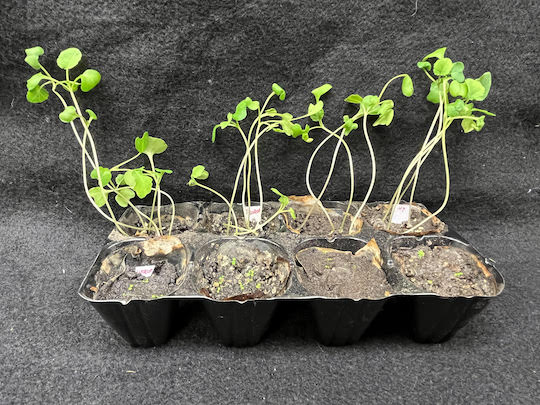 The high-temperature electrothermal process is beneficial to soil fertility, with experiments showing germination rates improve by 20-30% in remediated soil. (Image courtesy of Tour lab/Rice University)