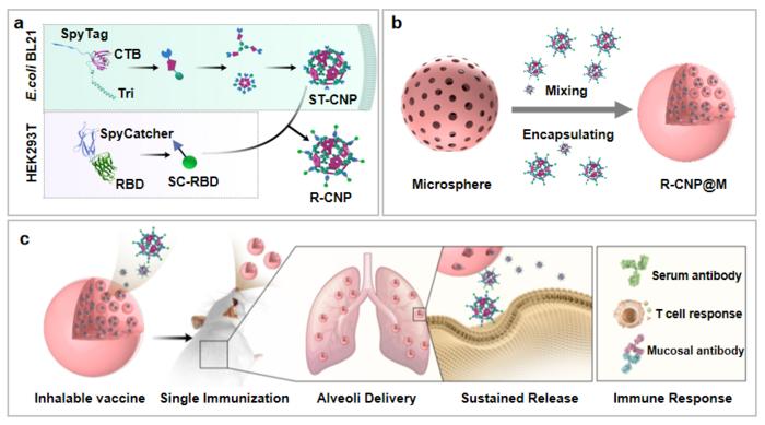 Construction and mechanism of single-dose, dry-powder inhalation vaccine CREDIT Image by MA Guanghui’s group