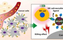 A remarkable breakthrough in cancer treatment: Revolutionary nanodrones enable targeted cancer treatment