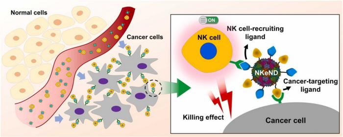 Schematic image of NK cell-engaging nanodrones (NKeNDs). CREDIT UNIST