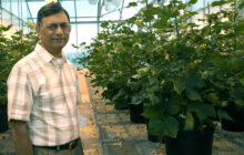Bringing transformative potential to agriculture with a natural technology  for 'dimming' genes